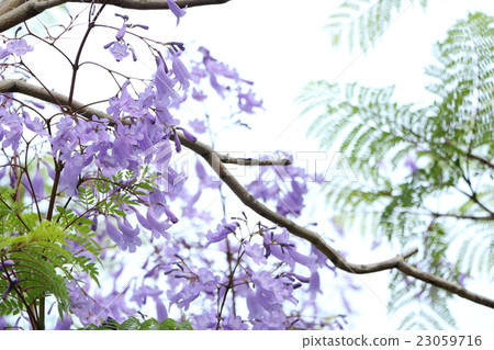 Jacaranda·大阪市Yahataya公園（六月） 23059716