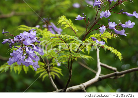 Jacaranda·大阪市Yahataya公園(六月) Jacaranda·大阪市Yahataya公園(六月) 23059722