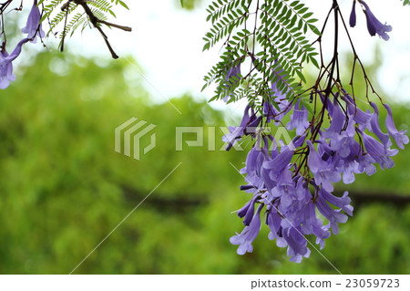 Jacaranda·大阪市Yahataya公園(六月) Jacaranda·大阪市Yahataya公園(六月) 23059723
