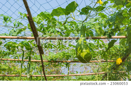 winter melon hang on net winter melon hang on net 23060053