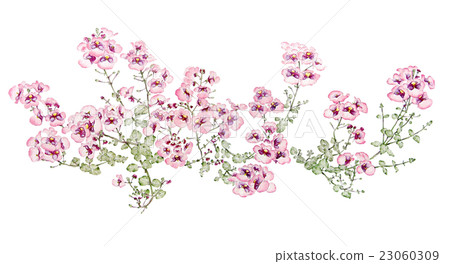Flower watercolor illustration "Diaasia" 23060309