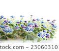 Hydrangea watercolor illustration 23060310