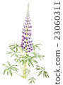 Lupine watercolor illustration 23060311