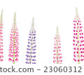 Lupine watercolor illustration 23060312