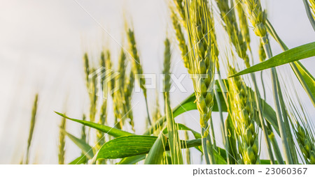 green barley field green barley field 23060367