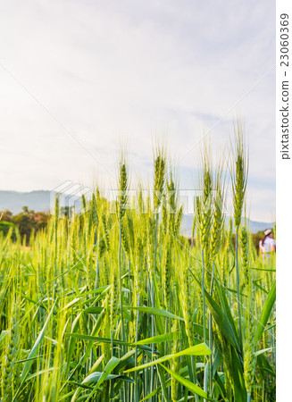 green barley field 23060369