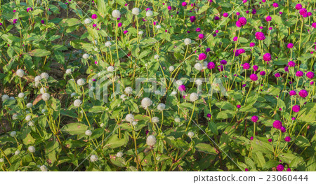 Everlasting flower 23060444