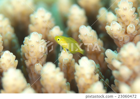 Coral yellow fish Coral yellow fish 23060472