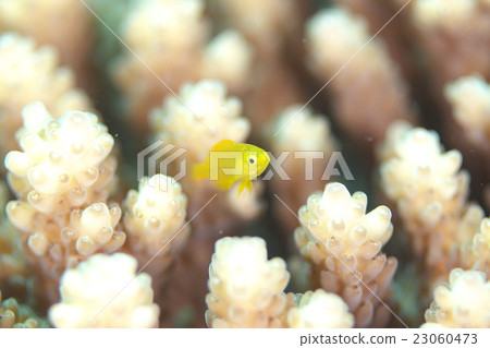 Coral yellow fish 23060473