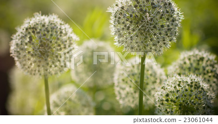 Beautiful White Allium circular globe shaped 23061044