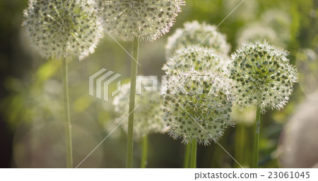 Beautiful White Allium circular globe shaped Beautiful White Allium circular globe shaped 23061045
