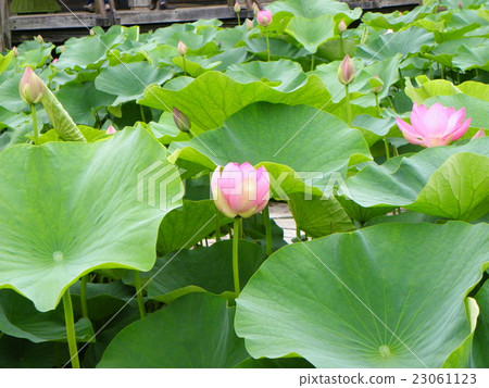 Ogajas桃紅色花在千葉公園的 照片素材 圖片 圖庫