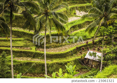 Rice terrace Rice terrace 23061321