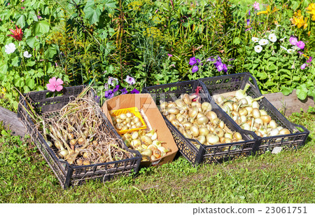 New crop onions drying on the sunlight New crop onions drying on the sunlight 23061751