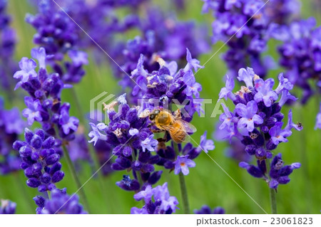 Lavender field Lavender field 23061823