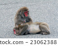 Grooming Grooming 23062388