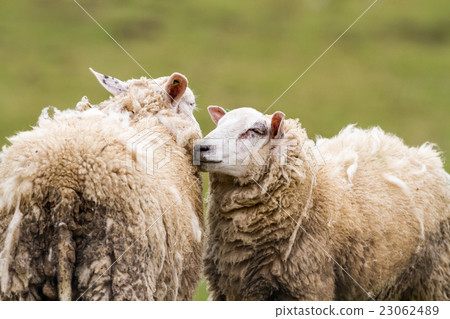 sheep on the field 23062489