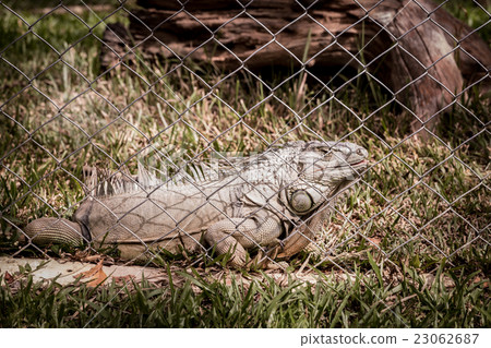 Close up of iguana in animal cage 23062687