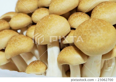 Beech Shimeji 23062700