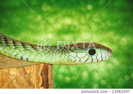 Green Snake 23062897
