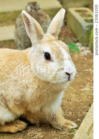 Rabbit  23063200