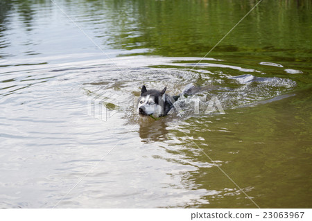 Siberian Husky frolics in the river. Siberian Husky frolics in the river. 23063967
