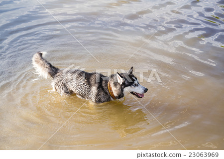 Siberian Husky frolics in the river. Siberian Husky frolics in the river. 23063969
