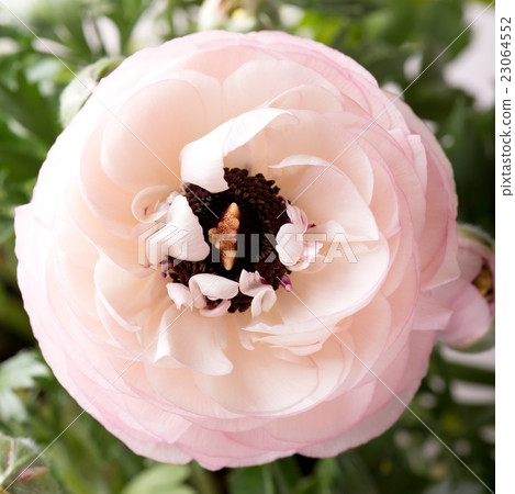 Light pink bloom of buttercup Light pink bloom of buttercup 23064552