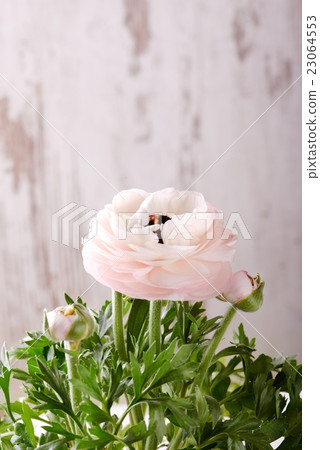 Light pink buttercup bloom in front of white wall 23064553