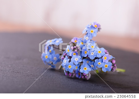 Myosotis forget-me-not flower placed on slate Myosotis forget-me-not flower placed on slate 23064558
