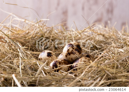 Several quail eggs placed on haystack Several quail eggs placed on haystack 23064614