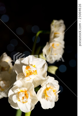 Several white daffodil bloom on black background Several white daffodil bloom on black background 23064616