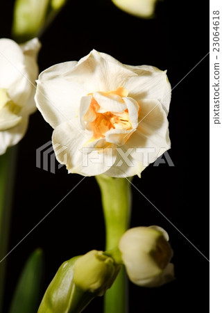Single daffodil bloom on black background Single daffodil bloom on black background 23064618