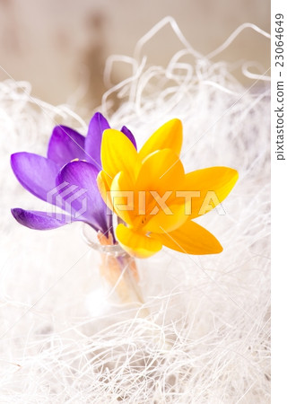 Three crocus blooms in small vase 23064649