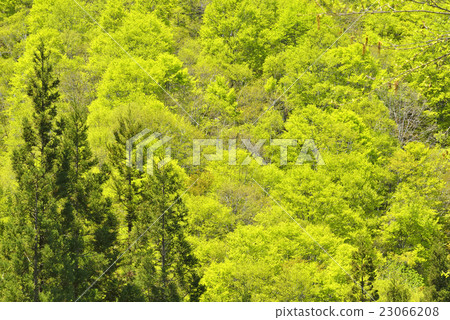 Fresh green Fresh green 23066208