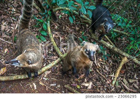 Coatis at Iguacu (Iguazu) falls on a border  23066295