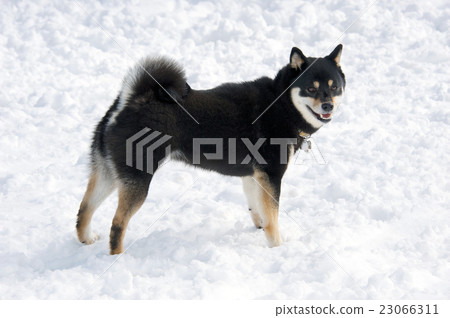 Shiba Inu和雪 23066311