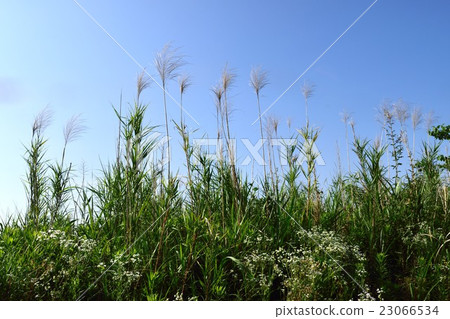 Reed field of the cormorant 23066534