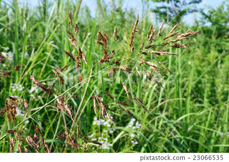 鸕鶿的蘆葦田 23066535