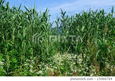 鸕鶿的蘆葦田 23066784