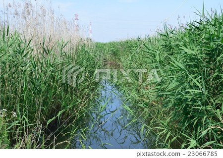 鸕鶿的蘆葦田 23066785