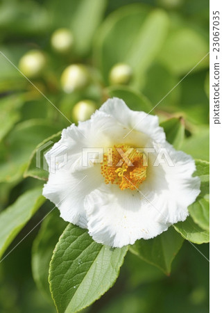 Summer Camellia Flower 23067035