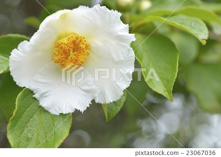 Summer Camellia Flower Summer Camellia Flower 23067036
