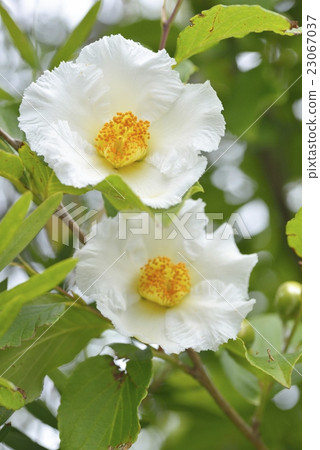 Summer Camellia Flower 23067037