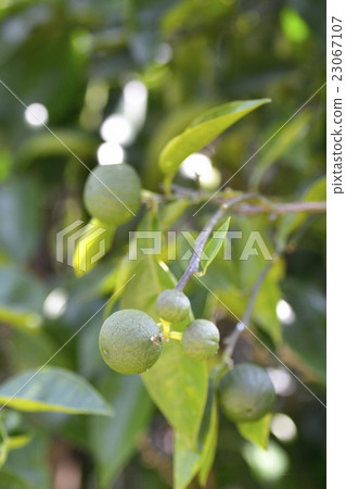 柚子(授粉,結果) 柚子(授粉,結果) 23067107