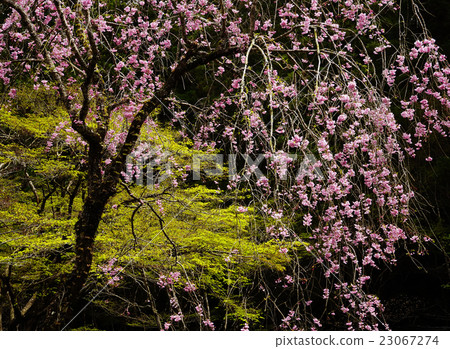 Drooping cherry tree 23067274