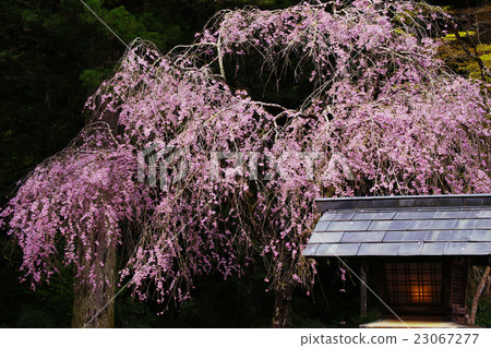 Drooping cherry tree 23067277