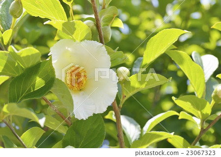 Sharanoki (summer camellia) 23067323