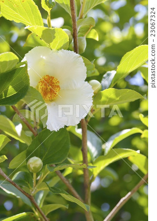 Sharanoki (summer camellia) 23067324