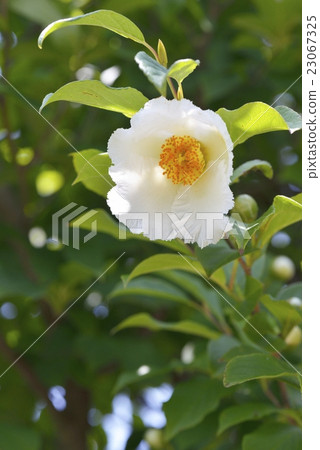 Sharanoki (summer camellia) 23067325